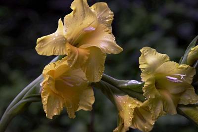 Glads
