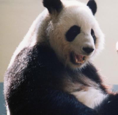 Laughing Panda