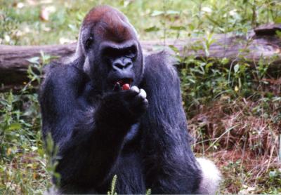 silverback eating