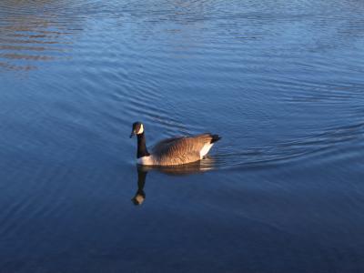 saturday_in_the_park