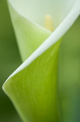 Curves - Arum Lily Study by Quentin Bargate