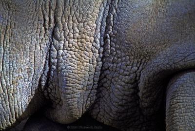 Rhinoceros by Warren Sarle