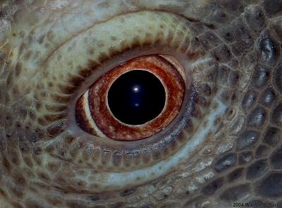 Savanna Monitor Lizard by Warren Sarle