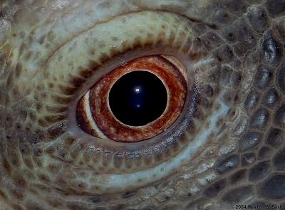 u40/kodak_challenge/medium/32538256.Savanna_Monitor_Lizard_Eye.jpg