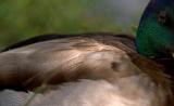 Live Feather Bed by Albert Yanowich Jr.