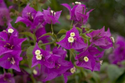 CRW_1275.jpg