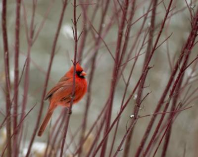 CRW_2951.jpg
