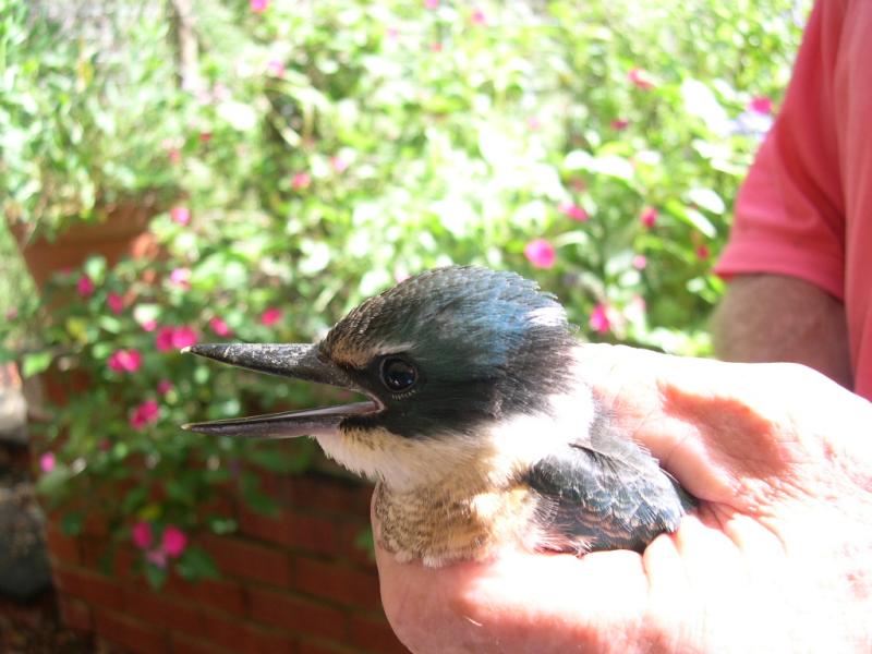 u40/laine82/large/39356115.Kingfisher4.jpg