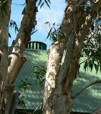 u40/laine82/medium/40182551.WhirlygigandPaperbark.jpg