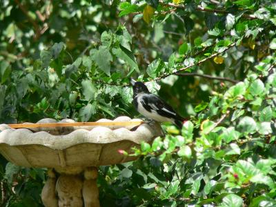 u40/laine82/medium/40208186.ButcherBird2.jpg