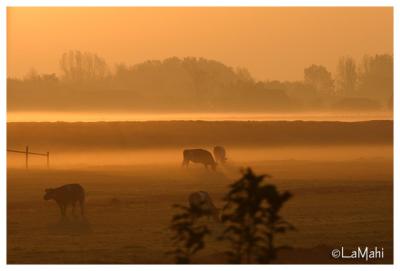 Cows in the mist