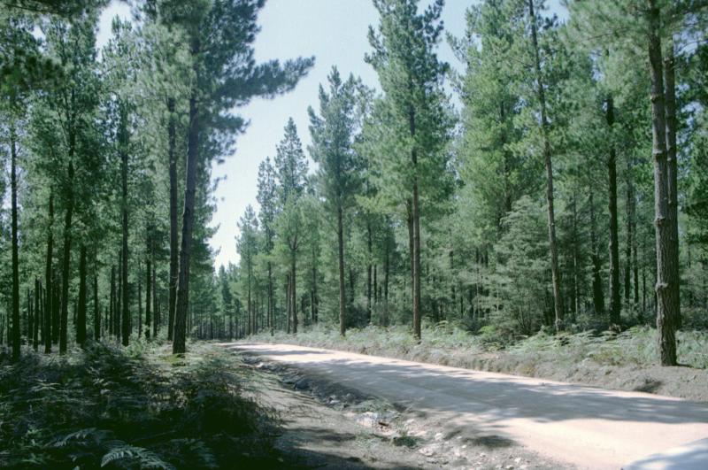 Pine Plantation