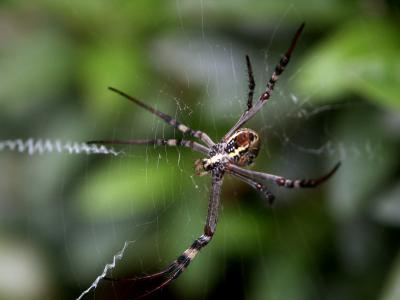 u40/lambsfeathers/medium/25858301.Spider1.jpg