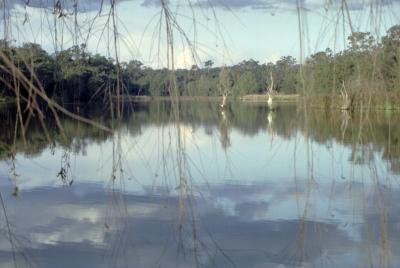 Longneck Lagoon through willows
