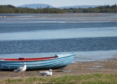 Gulls at Harrington