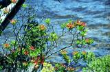 Tasmanian Waratah, Dove Lake