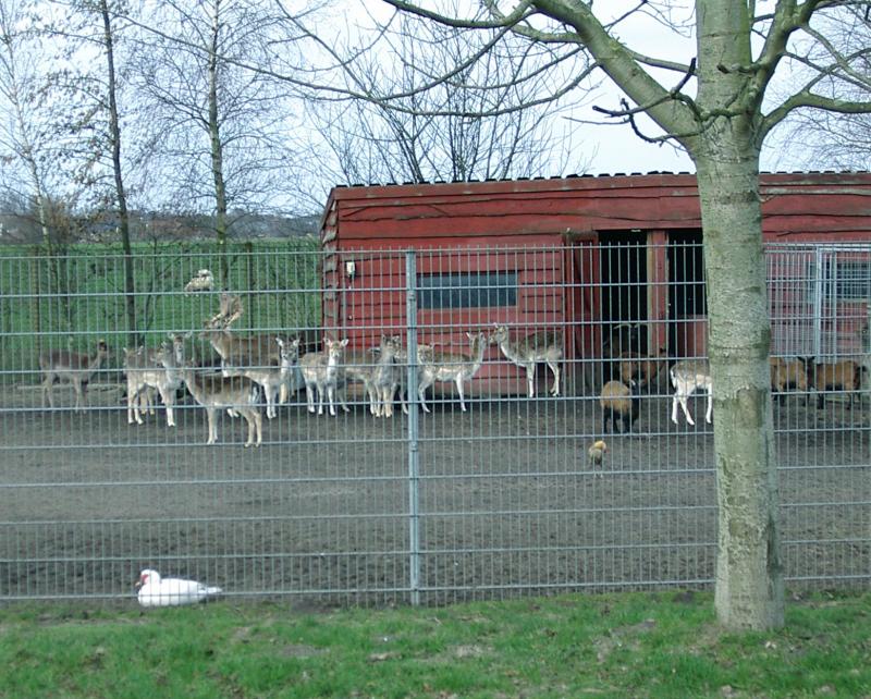 dierenkamp