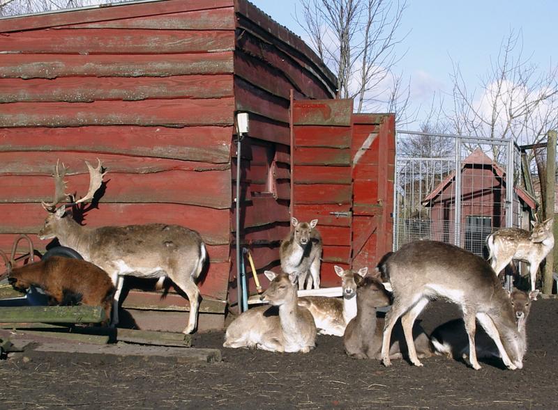 deer
