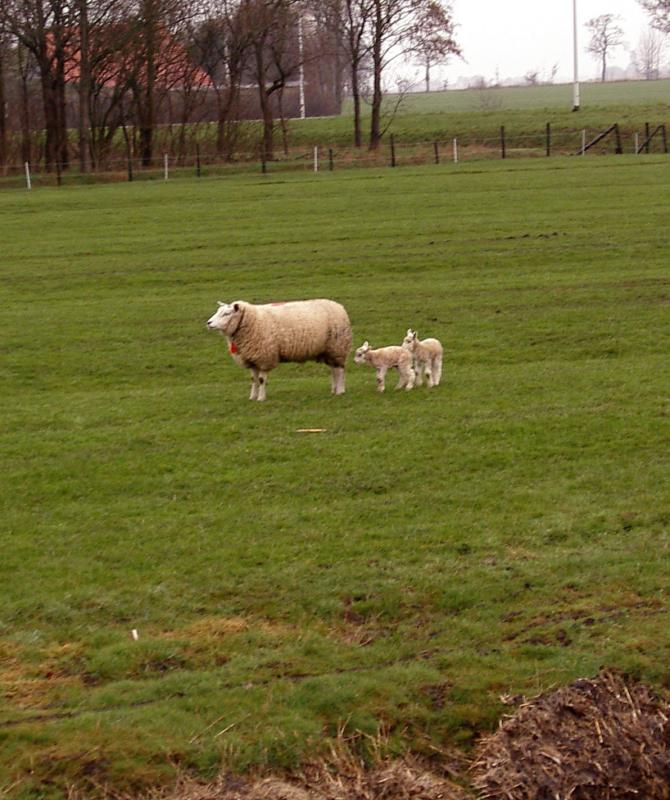 schaap met pasgeboren lammetjes