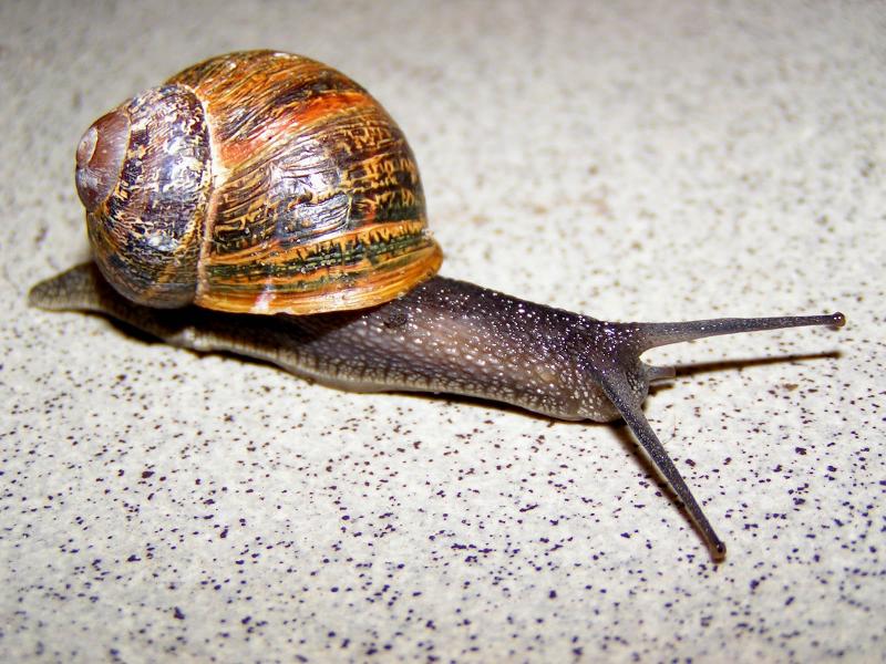 Snail