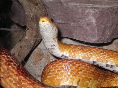snake