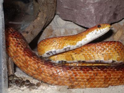 snake2