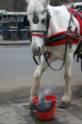 Central Park Horse and his unwanted visitor.jpg