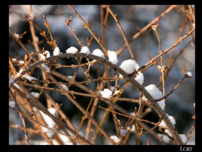 u40/lbonja/medium/40167439.snow3.jpg