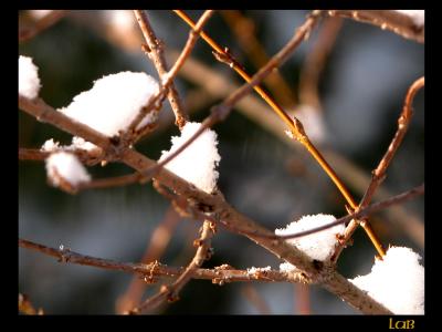 u40/lbonja/medium/40167440.snow4.jpg
