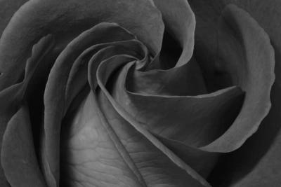 IMG_6523fix800bw.jpg