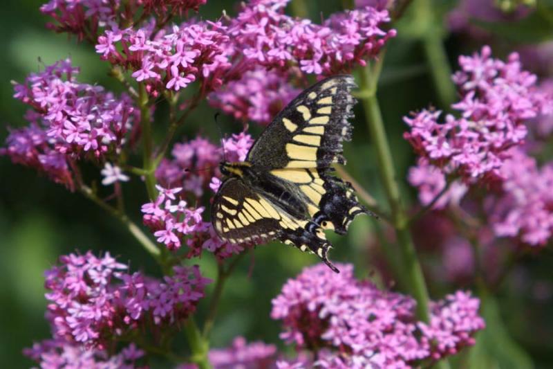 Dragontail Butterfly