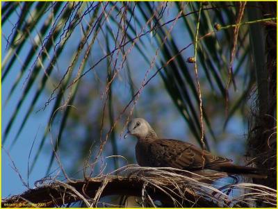 tourterelle des bois - turtle dove (streptopelia turtur )