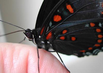 Red-spotted Purple