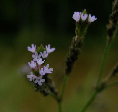 Vervain