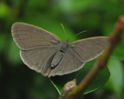 Carolina Satyr