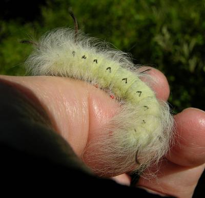 Spotted Apatelodes Moth