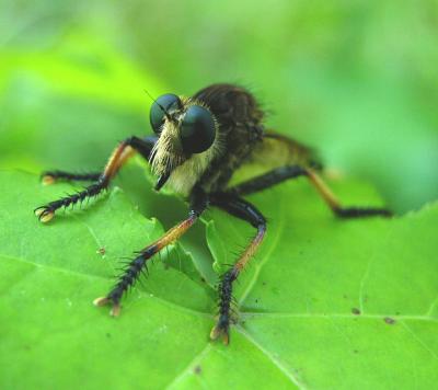 Tolmerus sp.