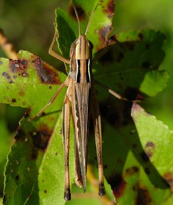 Admirable Grasshopper