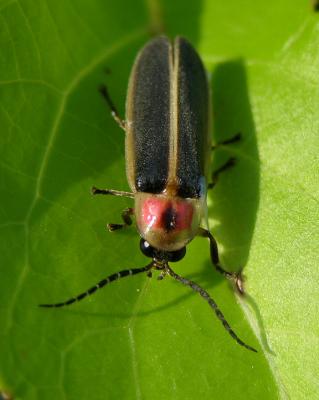 Firefly (Photinus sp)