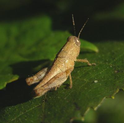 Carolina Grasshopper