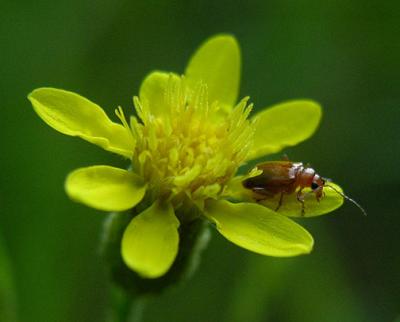Chrysomelidae Leaf Beetle