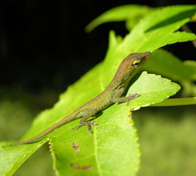 Green Anole