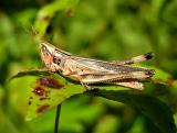 Admirable Grasshopper