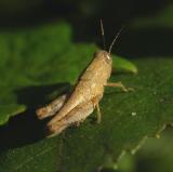 Carolina Grasshopper