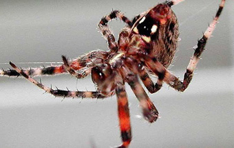 Neoscona domiciliorum
