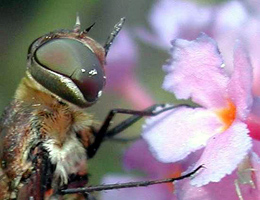 Progressive Bee Fly