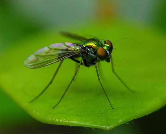 Long-legged Fly