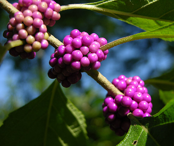 Beauty Berry