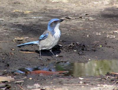 scrub jay fp.jpg