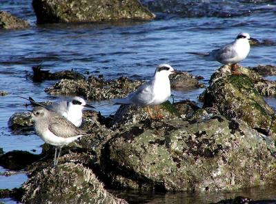 u40/lesliej/medium/25980745.forstersternandbbplover.jpg